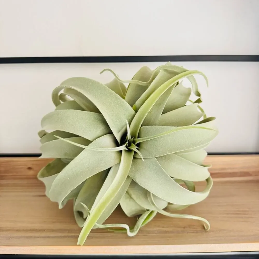 NEW POTTERY BARN Mint Green Faux Air Plant Tillandsia Tabletop Decor Display